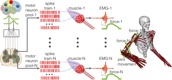 多尺度神經力學模型