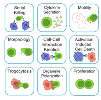 1687775054013032038.png 表征數千個細胞的遷移、接觸動力學和細胞死亡.png