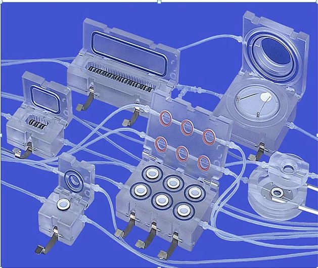 ����Quasi-vivo�����L��(�L�_4��)���w��ע���B����ϵ�y