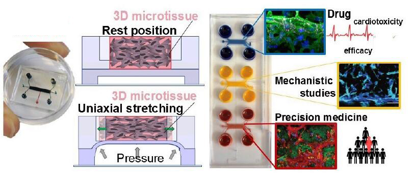 動態機械刺激多功能器官芯片系統