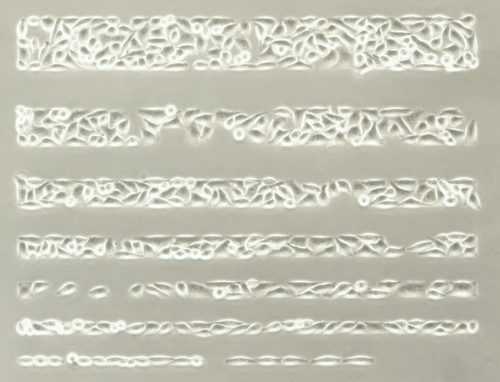 HeLa ����΢�D��